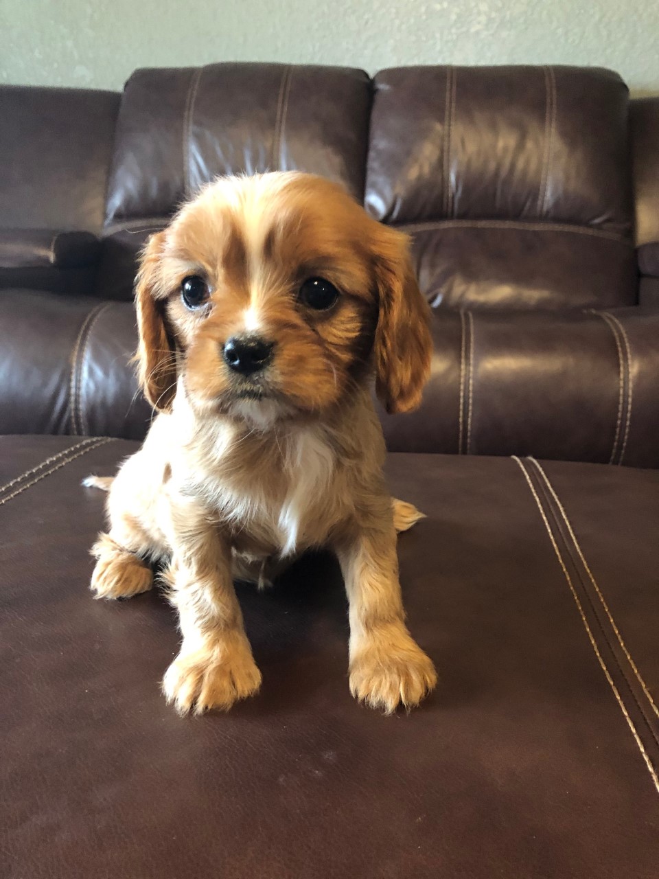 Past Puppies Genesis Cavaliers 817 9887817